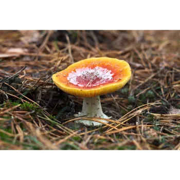 Frozen Mushrum (16)-319516-89102.webp